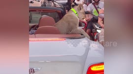 Thai woman arrested over lion cub seen cruising in a Bentley