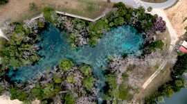Hundreds of Manatees in Three Sisters Springs in Citrus County, FL, USA