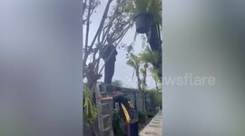 Stranded sphynx cat rescued on high rooftop during storm