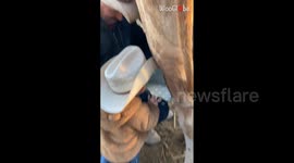Little Cowboy embraces the richness of farm-fresh milk