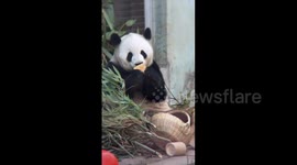 Panda is trying to find a Way to eat bun in Beijing, China