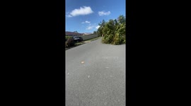 No shortage of fallen trees in the wake of destructive tornado in Gold Coast, Australia
