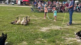 Border Collies Herd Ducks Through Hula Hoop