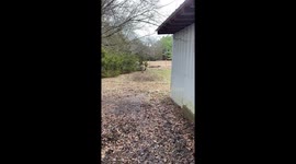 Donkey Plays With Squeaking Rubber Chicken