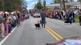 Border Collies Herd Ducks In A Parade