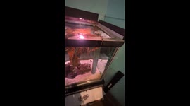 Octopus Takes a Net and Won't Give it Back