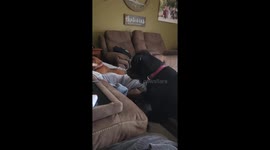 Rottweiler Throws A Fit
