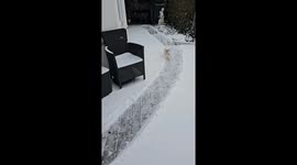 Polite Pup Wipes His Paws