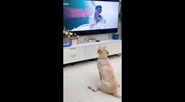 Gracias caninas. Perro avispado haciendo lo propio. Hermosa actitud.