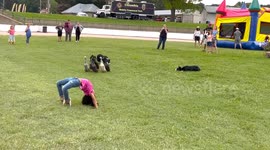 Border Collies Herd Ducks Under Girl's Back Bend