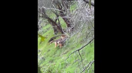 rare footage of coyotes mating ritual in Beverly Hills Canyon. this is time of year they fool around but it’s almost impossible to see them during the day. this wild world footage is in the heart of Beverly Hills at Benedict canyon home to many movie star