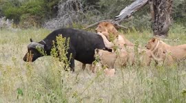 Lions hunting buffalo