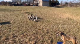 Collies Herding Ducks