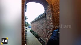 Animals vs Delivery Drivers