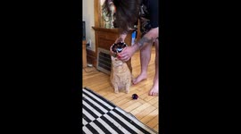 Chonky Orange Cat Wears Tiny Sombrero