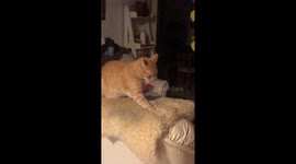 Cat getting ready to sleep