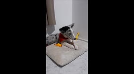 border collie puppy