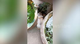 Cute kittens hug each other while sleeping