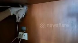 Two kittens trapped behind wooden cabinet rescued