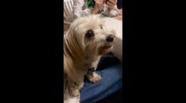 A Singing Dog telling us a story. This is Mina. She got jealous because she heard a video of a cat singing on Instagram and wanted to show everyone at dinner that she could sing just as well and better!  She has quite a voice and a lot to say!