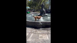 It’s hot and humid in Mexico City’s Alameda Central and this dog decided he was thirsty - so the fountain was too good to ignore. After enjoying the cool water fountain it was time to re-find his owner.
