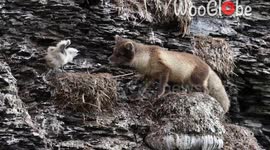 Poor chick accepts its fate after being caught by Arctic Fox *Circle of Life*