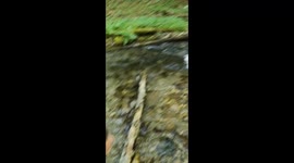 Man Falls Crossing Branch Over Stream