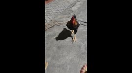 Tiny monkey hitches ride on friendly chicken's back