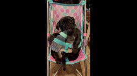 Perfect Pug Baby Sits In Stroller