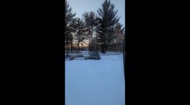 Herd Of Albino Deer
