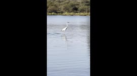 Incredible scene as heron surfs on hippos back in South Africa