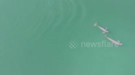 A pair of finless porpoises Swim in Yangtze River in Hubei, China