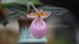 Shots of paphiopedilum at the Paphiopedilum Industry Expo Park in Xingyi Cty, China