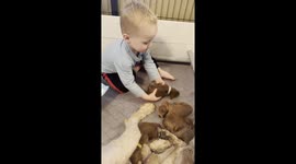 Joyful bond: breeder's child tenderly holds newborn puppy