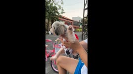 Shih Tzu Puppy Does a Ninja Kick
