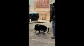 Skater Dog Tries Out Some New tricks