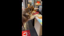 This dog absolutely loves chicken nuggets from McDonald's