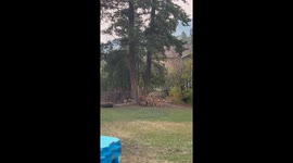 Pet dogs and wild deer have friendly showdown in Canada