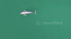A Finless Porpoise Swims in Yangtze River in Yichang, China