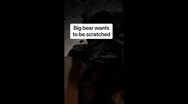 Big Bear Wants Scritches