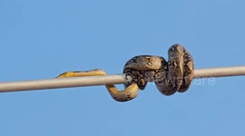 Firefighters rescue python coiled around street light