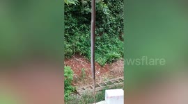 Fearless snake catchers wrangle deadly king cobra using bare hands