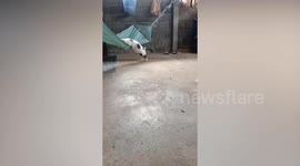 Pet cat struggles to climb onto hammock