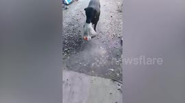 Helpful pet dog carries plastic bag full of beer for its owner
