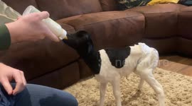 Dedicated farm manager hand-raises lamb born