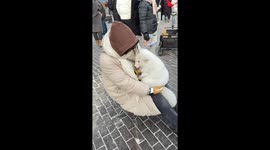 Heartwarming Encounter in China: Tourist Bonds with Adorable Arctic Fox