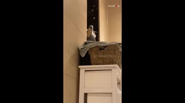 Grey parrot shamelessly asks its owner if she's a lesbian *Hilarious*