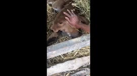 Baby cow with two heads nicknamed 'Monster' born on farm in Thailand