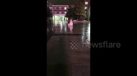 Curious Cat Enchanted by Windmill on a Snowman in Changchun, China