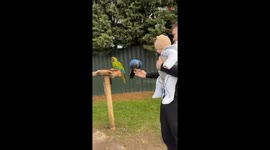 Crowning glory: Feathered friend claims throne on dad's shoulder
